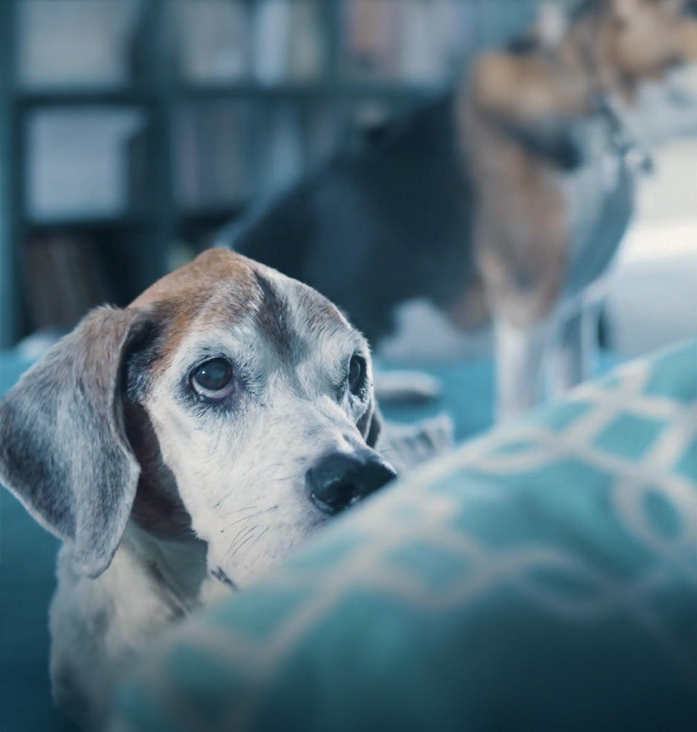 beagle looking up with puppy dog eyes