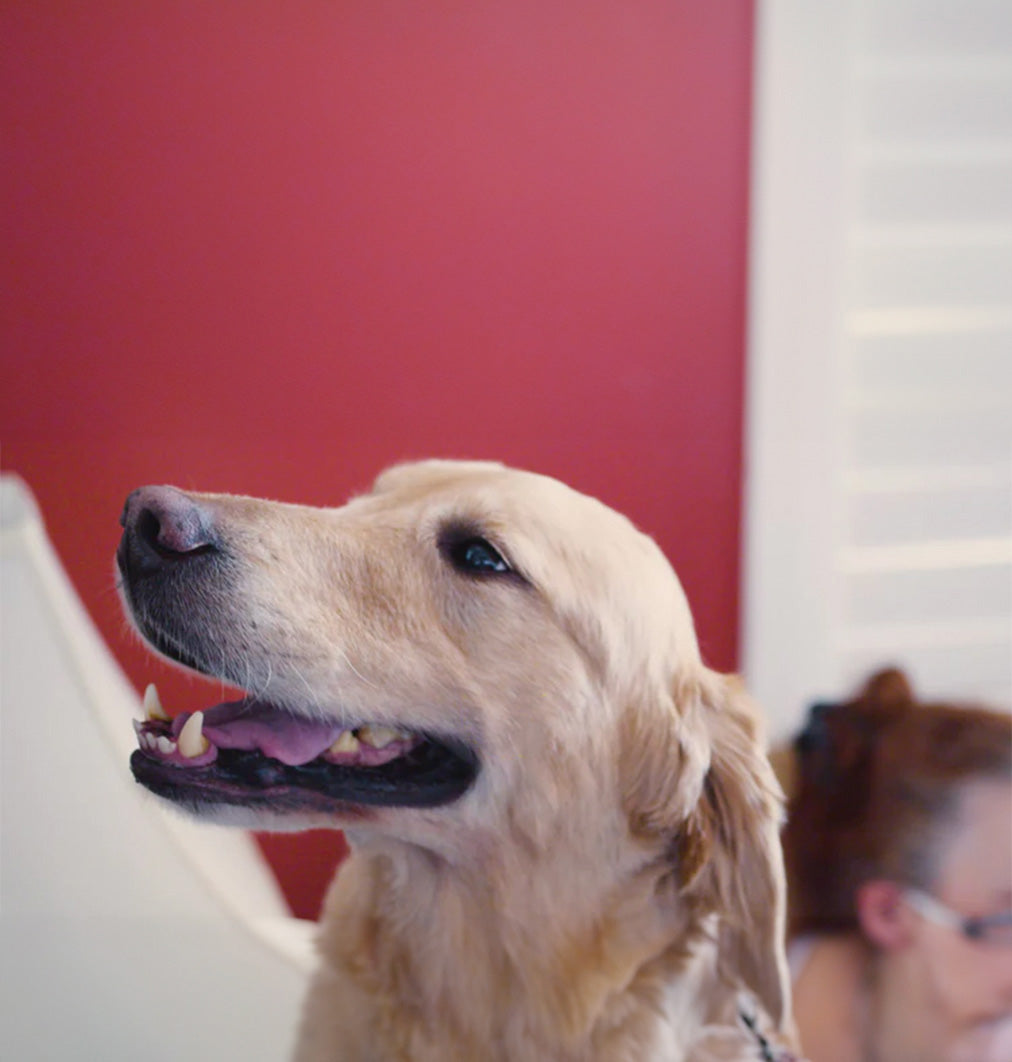 image of golden retriever