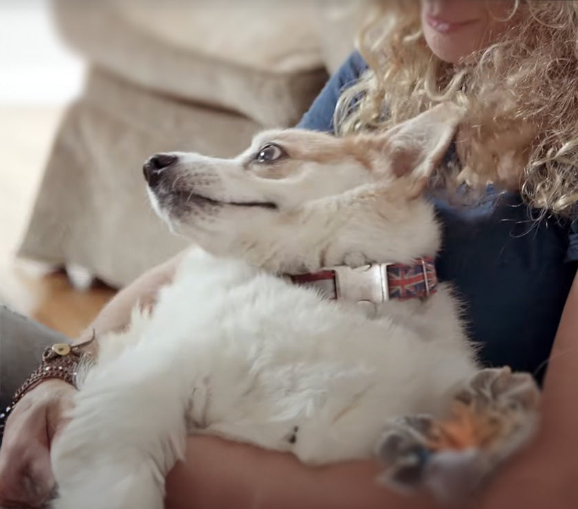 girl with blond hair holding white furry dog