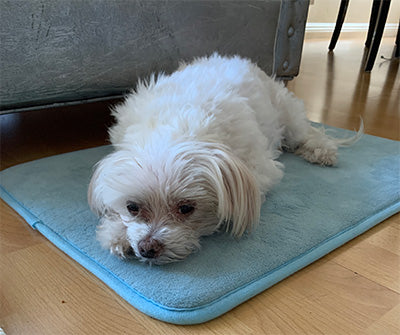 white small dog lying on foot mat