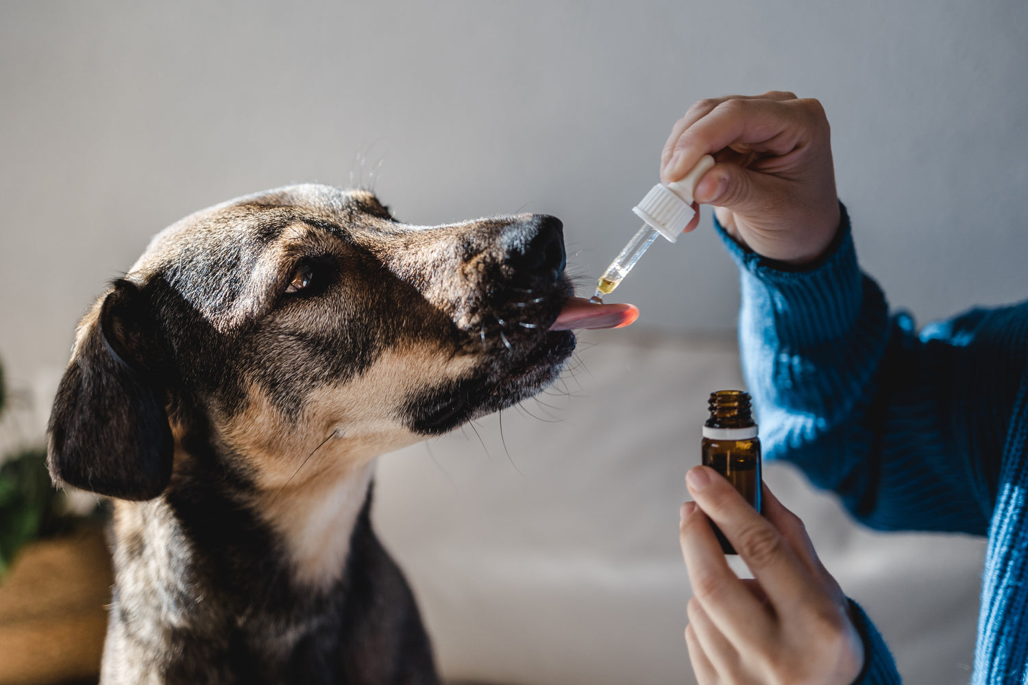 pet parent giving hemp oil to dog