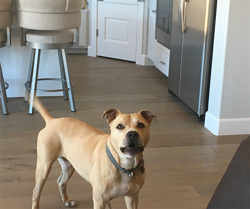 dog named duncan looking at camera in kitchen