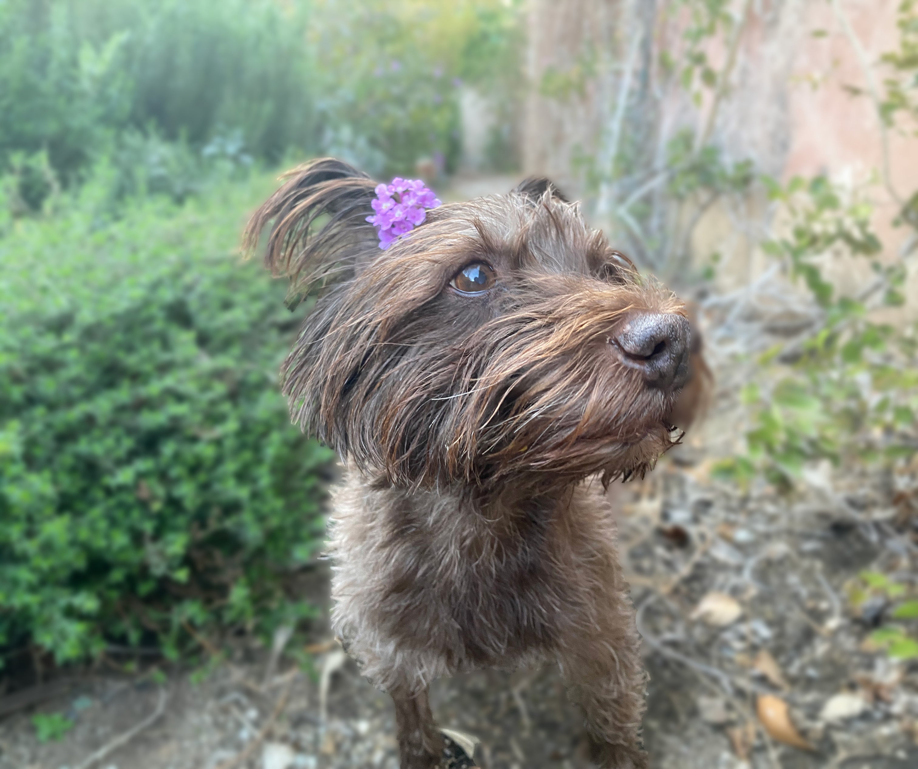 photo of brown dog in garden