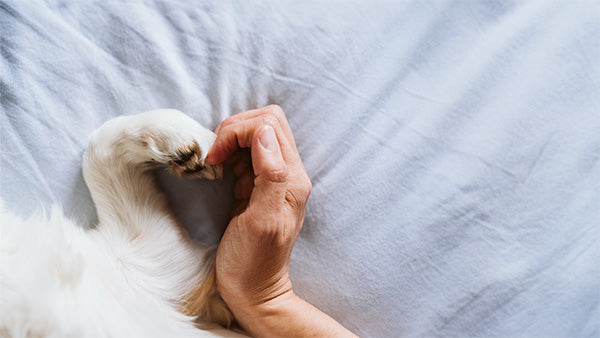 human hand and dog paw making heart shape